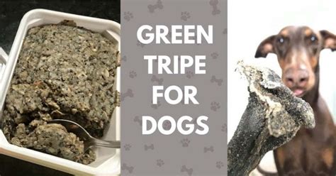 Bleached Tripe vs Green Tripe for Dogs: What's Best And Why? - Canine ...