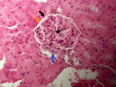 Blog De Histologia Veterinária Sistema Urinário