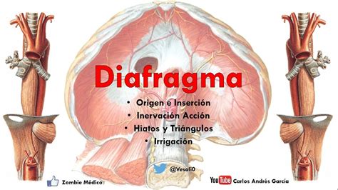 Anatomía Diafragma Origen Inserciones Acción Irrigación Hiatos