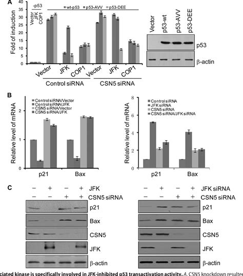 Figure From Substrate Phosphorylation And Feedback Regulation In Jfk