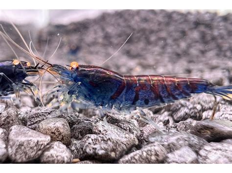 Blue Tiger Garnele OE Caridina Mariae DNZ Leuchtende Blaue Tige