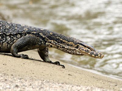 Malayan Water Monitor Varanus Salvator