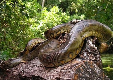 Saiba qual é a maior cobra do mundo e as outras 9 maiores do mundo