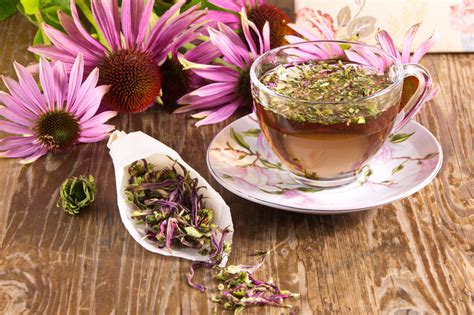 Echinacea proprietà benefici e usi di un antibiotico naturale Wise