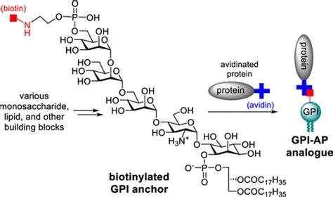 A Biotinylated Glycosylphosphatidylinositol Gpi As The Universal