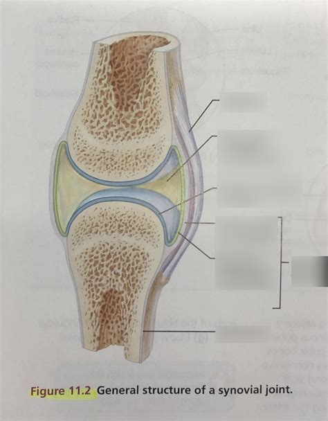 112 General Structure Of Synovial Joint Diagram Quizlet