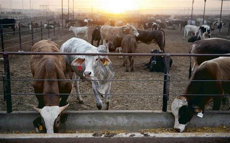 Ganader A Industrial Alimentar O Contaminar Impacto Ambiental Cambio