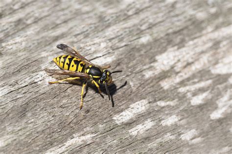 Know Your Stinging Insects Bees Wasps And Hornets Oh My Abc