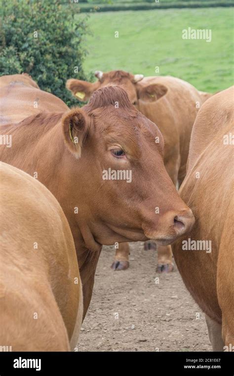 Livestock Farming Hi Res Stock Photography And Images Alamy