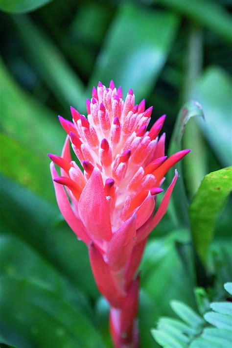 Flowering Bromeliads Red Guzmania X120 Photograph By Rich Franco Fine Art America