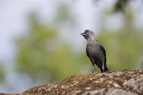 The Nordic Jackdaw Coloeus Monedula Monedula Perched On A Rock Stock