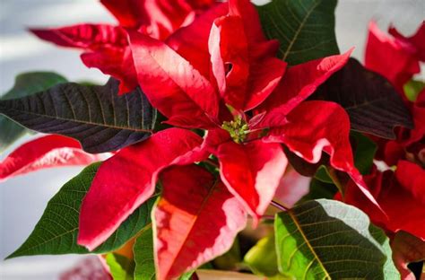 How To Grow Poinsettias Sa Garden And Home How To Grow Poinsettias Gardening Tips