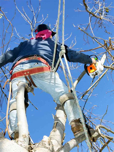 Tree Trimming San Francisco Cabrera Tree Care