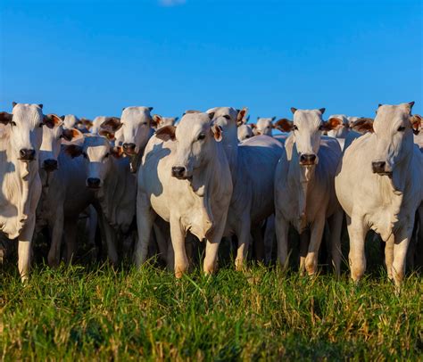 Pr Ticas De Manejo De Pastagem Aumentam A Produ O De Carne