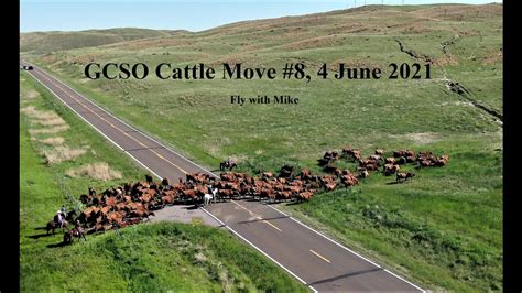 Cattle Move 8 4 June 2021 Fly With Mike