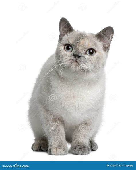 Gatto Britannico Dello Shorthair 8 Mesi Immagine Stock Immagine Di