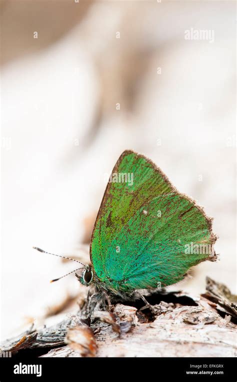 Green Hairstreak Butterfly Callophrys Rubi Adult At Rest On A Fallen