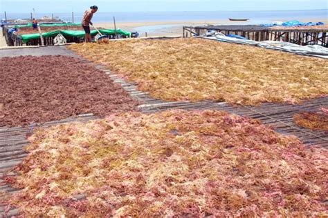 Awal Tahun Harga Rumput Laut Kembali Naik Radar Tarakan