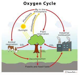 Oxygen Cycle With Diagram – Definition, Steps & Importance