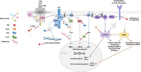 Frontiers Control Of T Cell Activation And Signaling By Free Nude