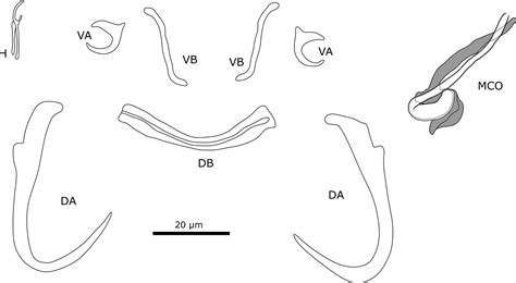 All Quiet On The Western Front The Evolutionary History Of Monogeneans