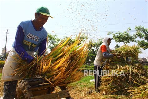 Produksi Padi Di Maluku Capai 115 Ribu Ton Republika Online