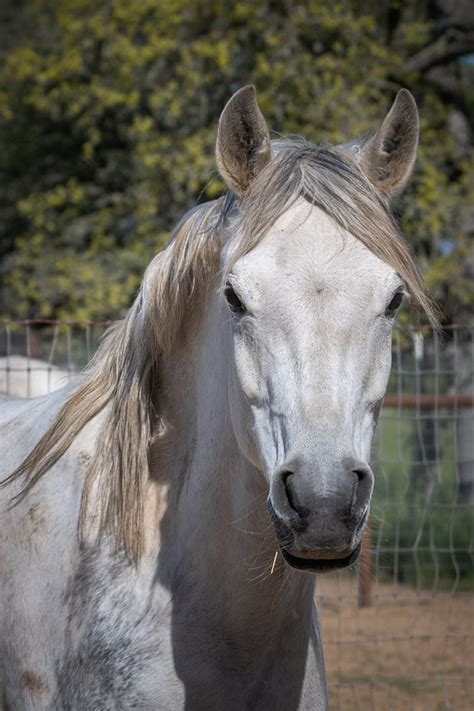 Companion Horse's Profiles