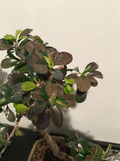 Why Is My Bonsai Leaves Turning Brown At Richard White Blog