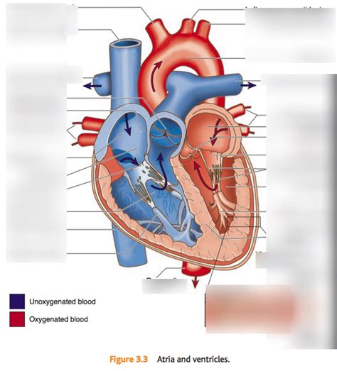 Left Side Of Heart Diagram Quizlet