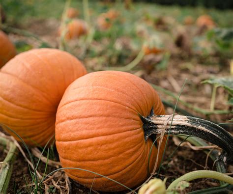 How To Stop Pumpkins From Rotting With Simple Solutions Homes And Gardens