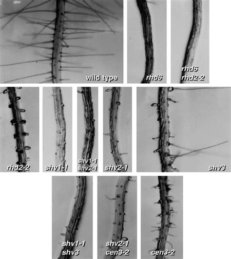 Mature Root Hairs Of Double Mutant Plants With Epistatic Phenotypes