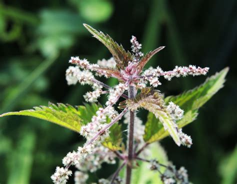 Urtica Dioica