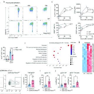 Panx1 Regulates The Proliferation Activation And Cell Survival Of