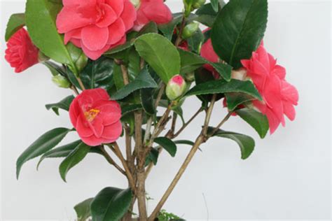 Camellia japonica “Flame”