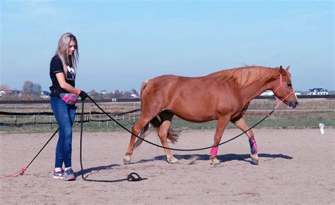 Zaliczenie Praca na Linie Poziom 1 AH Szkoła Alfa Horse Psychologia