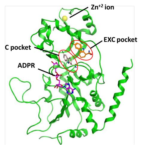 Crystal Structure Of The Human Isoform Sirt2 Green Ribbon In Complex