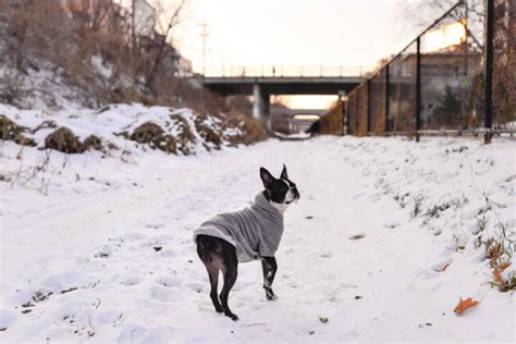 170+ Brindle Boston Terrier Puppies Stock Photos, Pictures & Royalty ...