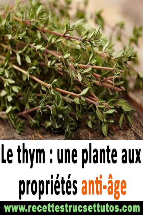 Plante Thym Bienfaits Maison Jardin