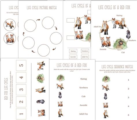 Red Fox Unit Study Life Cycle Anatomy Nature Study Etsy