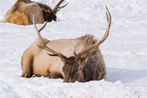 Harsh Realitywinter Can Be A Killer Eastmans Official Blog Mule Deer Antelope Elk