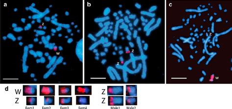 Chromosomal Distribution Of The 18s Rrna Gene On Metaphase Chromosome