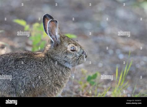 Snowshoe Hare White At Joy Herman Blog