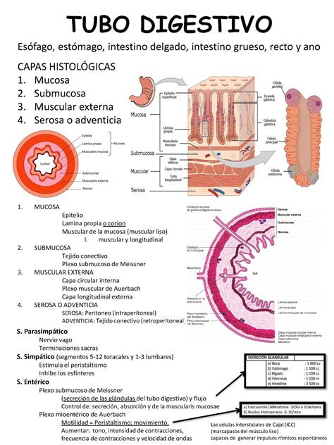 Tubo Digestivo Histologia De Gartner Tubo Digestivo Es Fago