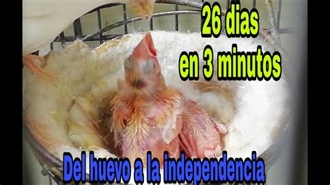 Evolución De Las Crías De Canario 26 Dias Resumidos En 3 Minutos Youtube