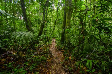 Dentro De La Selva Amaz Nica Rodeada De Densa Vegetaci N En El Parque