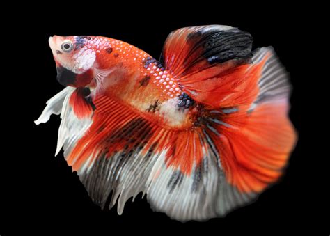 Galaxy Koi Betta What Is A Galaxy Betta Fish Forum Oh That Is A