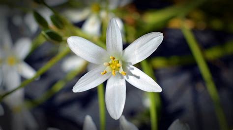 Flor Erva Daninha Cones De Leite Foto Gratuita No Pixabay Pixabay