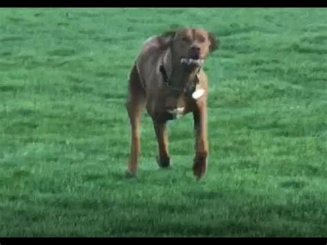 Rhodesian Ridgeback Chases Geese Again Youtube