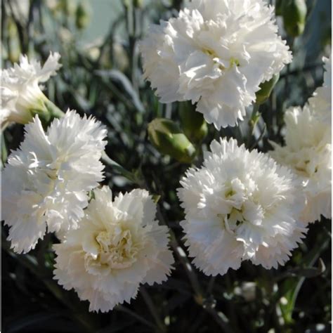 Dianthus Scent First Memories