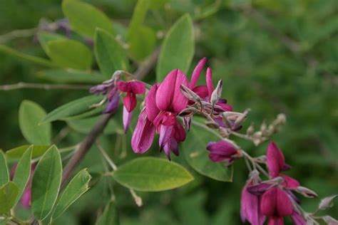 Lespedeza thunbergii (Bush Clover, Thunberg Bush Clover, Thunberg Lespedeza) | North Carolina ...